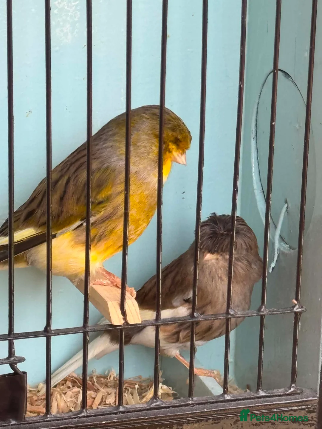 Canaries birds for sale: Gloster Canaries - Advert 2