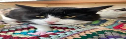 Mixed Breed cats for sale: x2 Adult Cats for Rehoming Male+Female (Together) - Advert 6