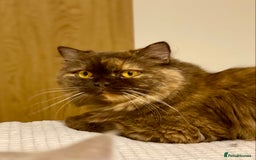 British Shorthair cats for sale: Champion line kittens  - Advert 15