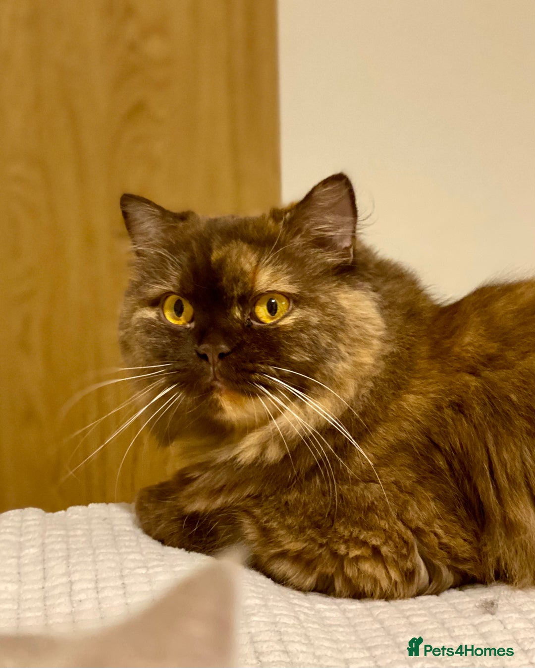 British Shorthair cats for sale: Champion line kittens  - Advert 15