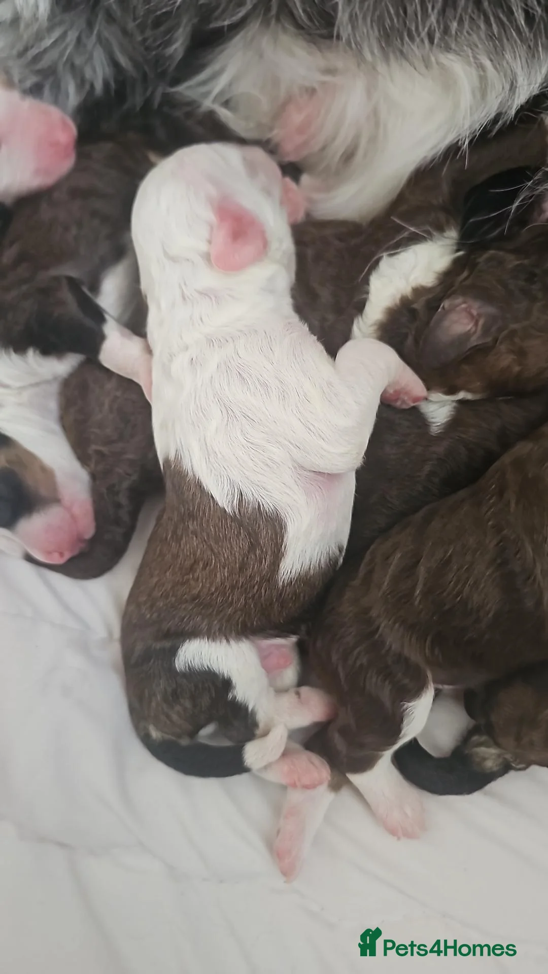 Bernedoodle dogs for sale: Bernedoodle F1B - Advert 3