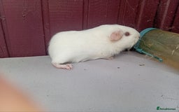 Guinea Pig rodents for sale: White baby boys - Image 3