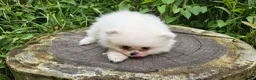 Pomeranian dogs for sale: Stunning Pomeranian Pups (teddy bear) in Berkhamsted - Advert 3