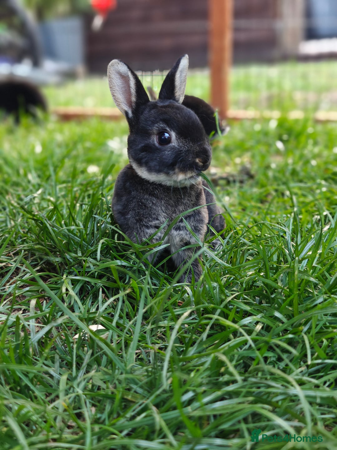 Rex rabbits for sale: Mini Rex Buck - Image 12
