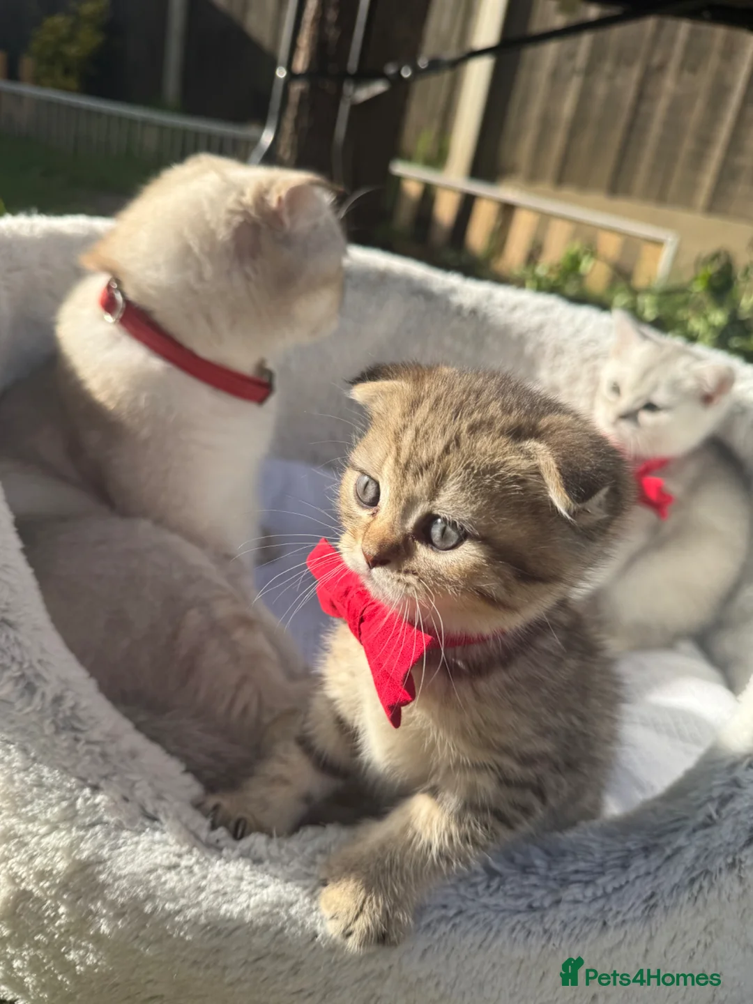 Scottish Fold cats for sale: Scotish Fold  in Romford - Advert 10