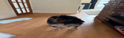 Cocker Spaniel dogs for sale: KC show type cocker spaniel for REHOME  - Advert 2