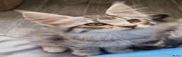 Maine Coon cats for sale: Exceptional GCCF maine coon black silver torbie - Advert 5