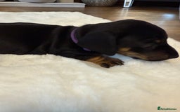 Dachshund dogs for sale: Dachshunds for sale   - Image 27