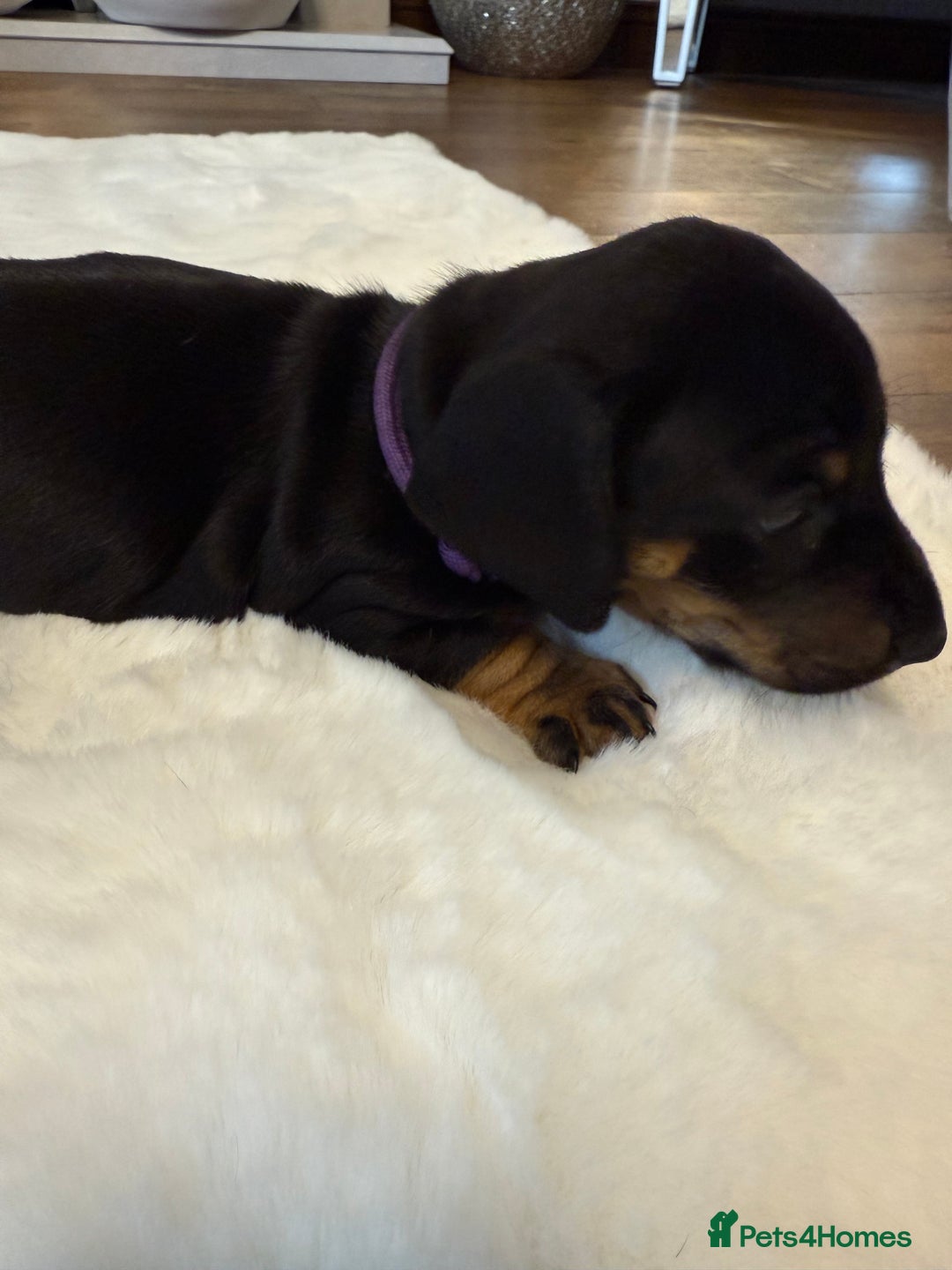 Dachshund dogs for sale: Dachshunds for sale   - Image 27