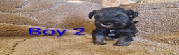 Miniature Schnauzer dogs for sale:  Cute miniature Schnauzer pups - Advert 4