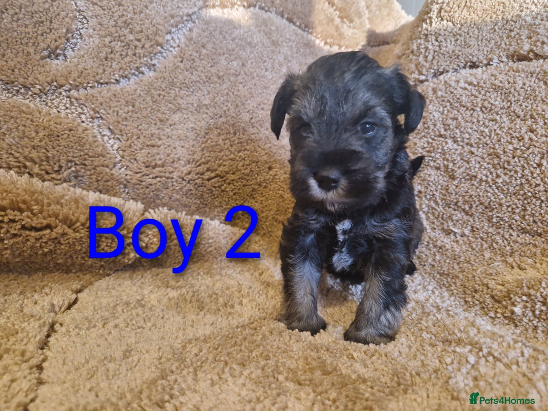 Miniature Schnauzer dogs for sale:  Cute miniature Schnauzer pups - Advert 4