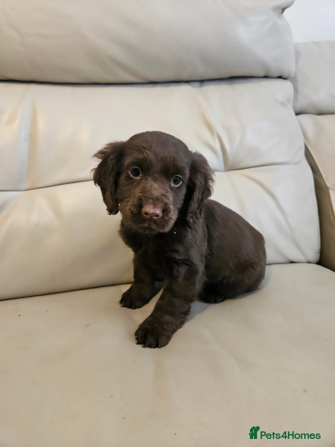 Cocker Spaniel dogs for sale: Working cockerspaniel puppy - Advert 4