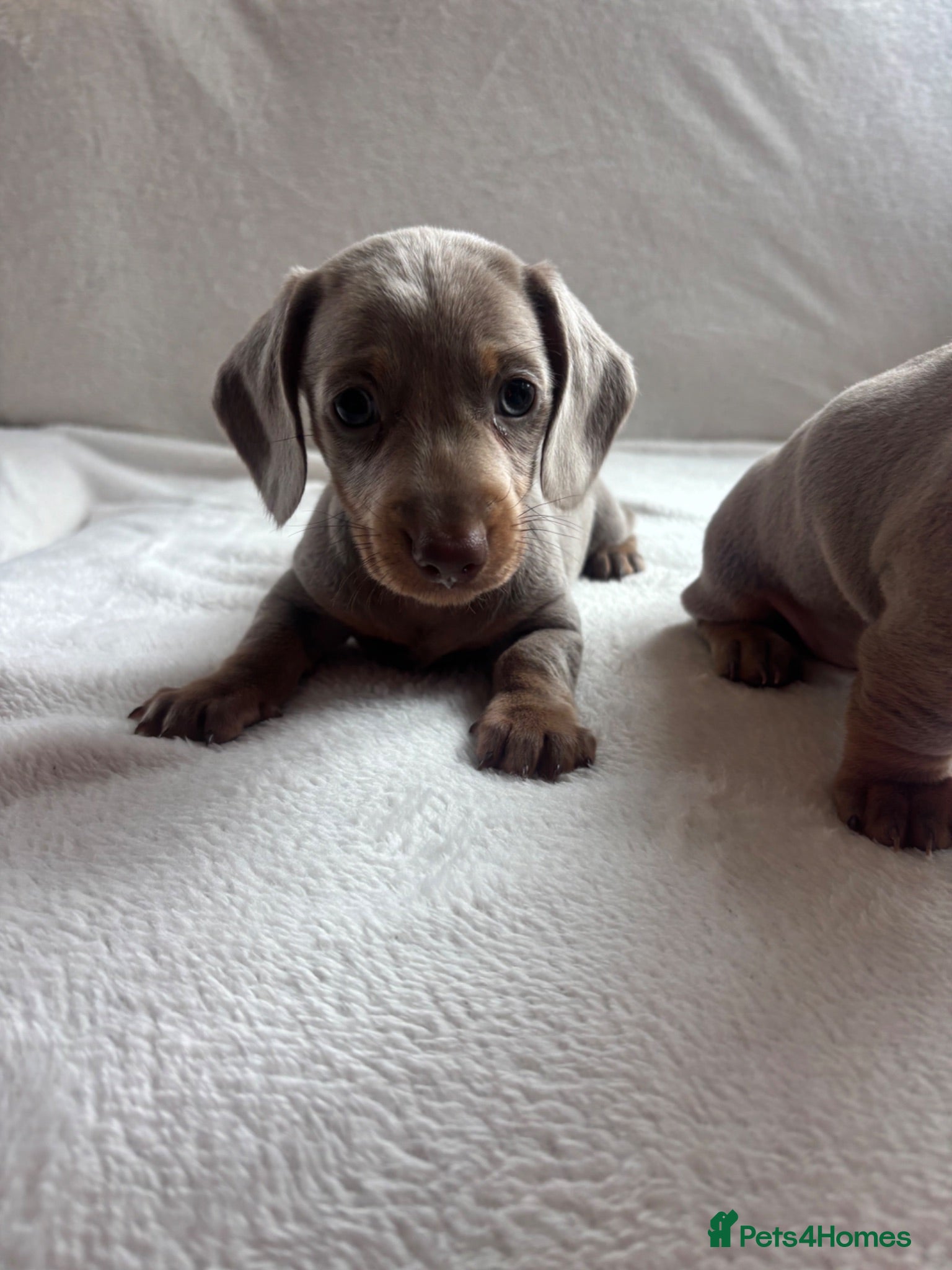 Miniature Dachshund dogs Miniature dachshund  - Advert 1