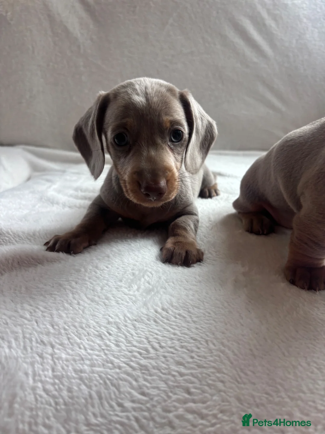 Miniature Dachshund dogs for sale: Miniature dachshund  - Advert 2