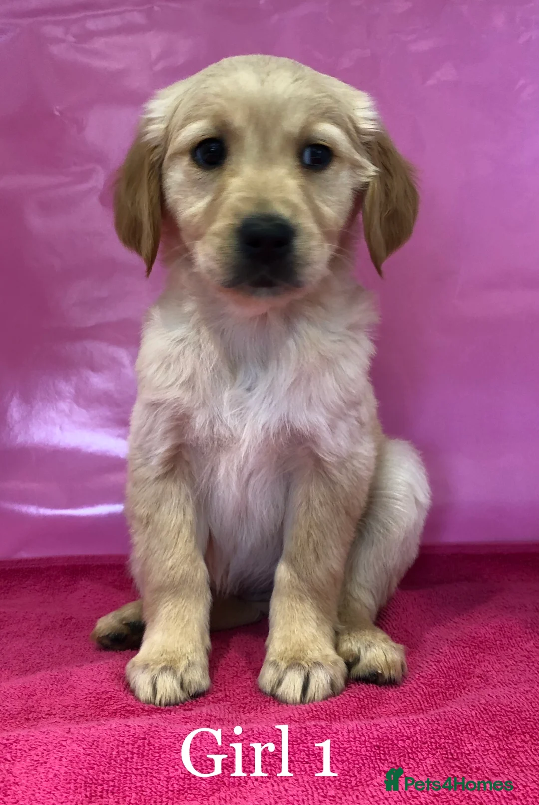 Golden Retriever dogs for sale: K/C Golden Retriever Pups in Basildon - Advert 10