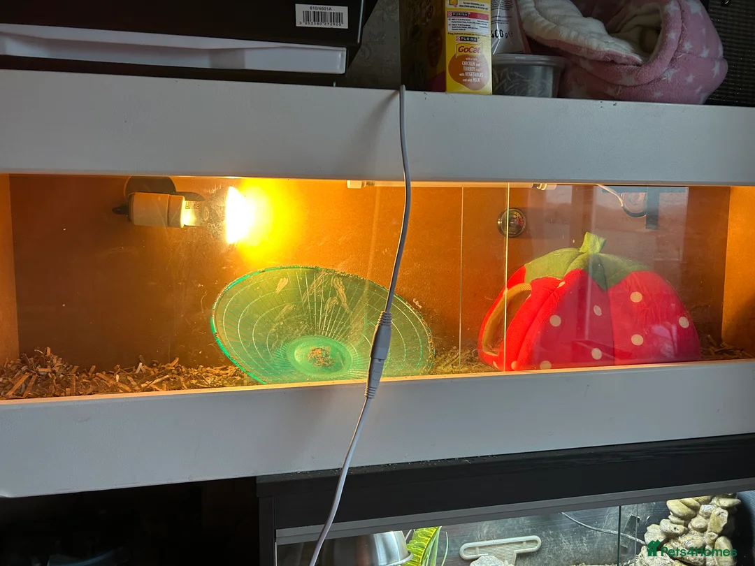 Pygmy Hedgehog rodents for sale: Prickles Pygmy hedgehog  - Advert 4