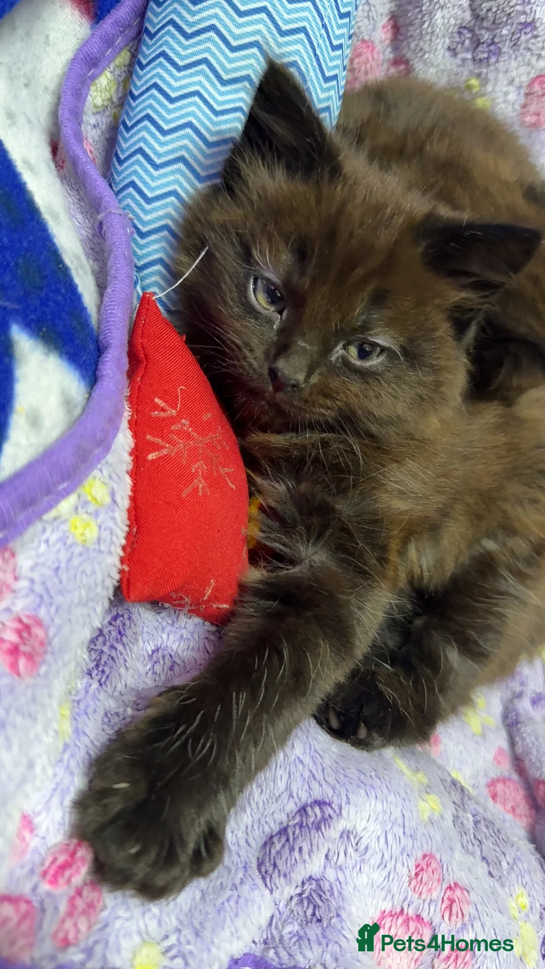 Mixed Breed cats for sale: Female kitten. - Advert 2