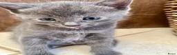 Ragdoll cats for sale: Beautiful grey ragdoll x friendly little girl - Advert 11