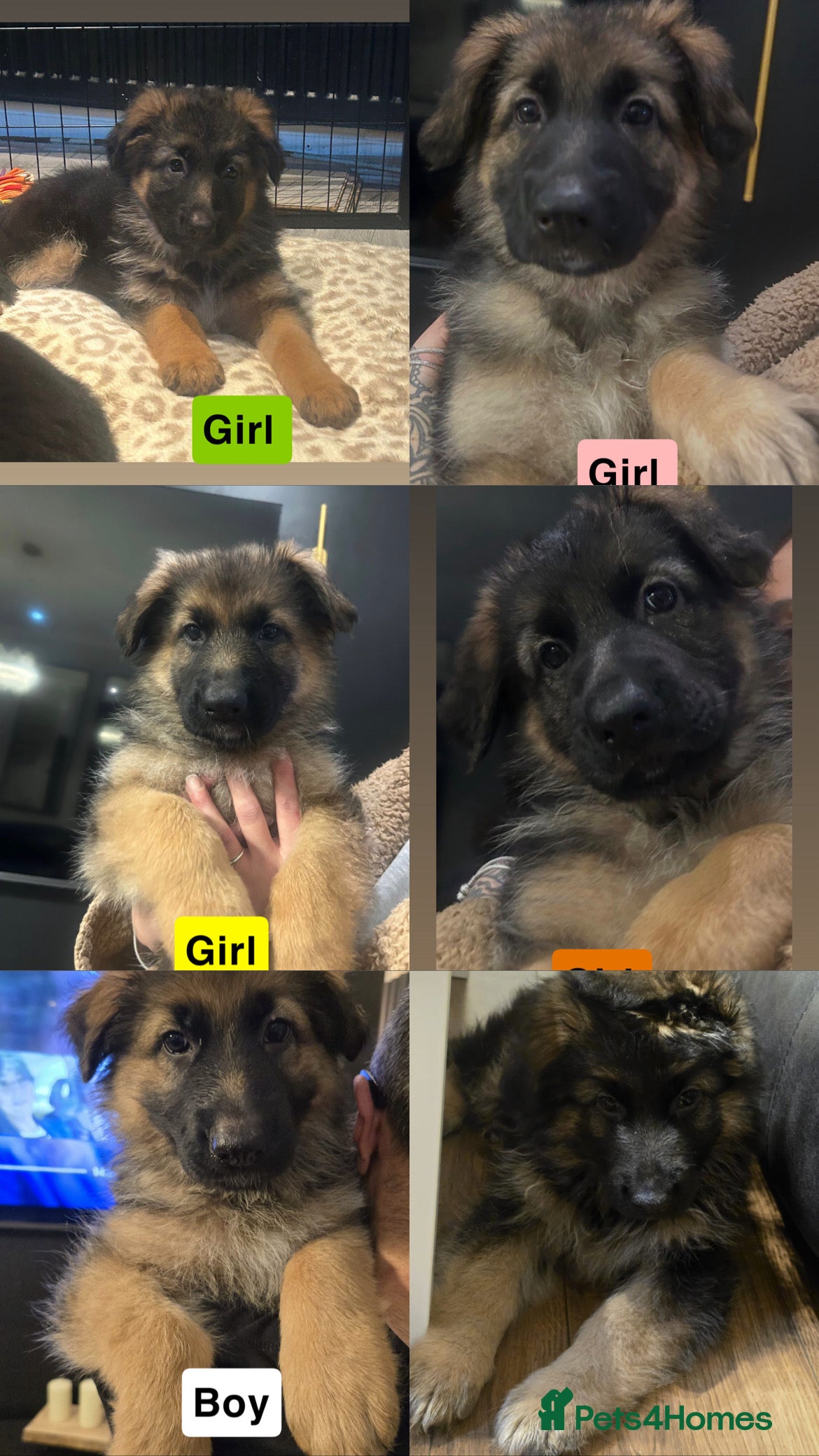 German Shepherd dogs German shepherd puppies Amber blood line  - Advert 2
