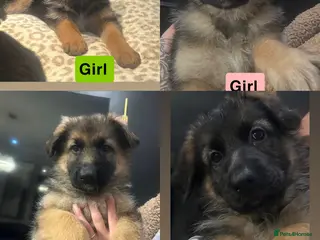 German Shepherd dogs German shepherd puppies Amber blood line - Advert 1