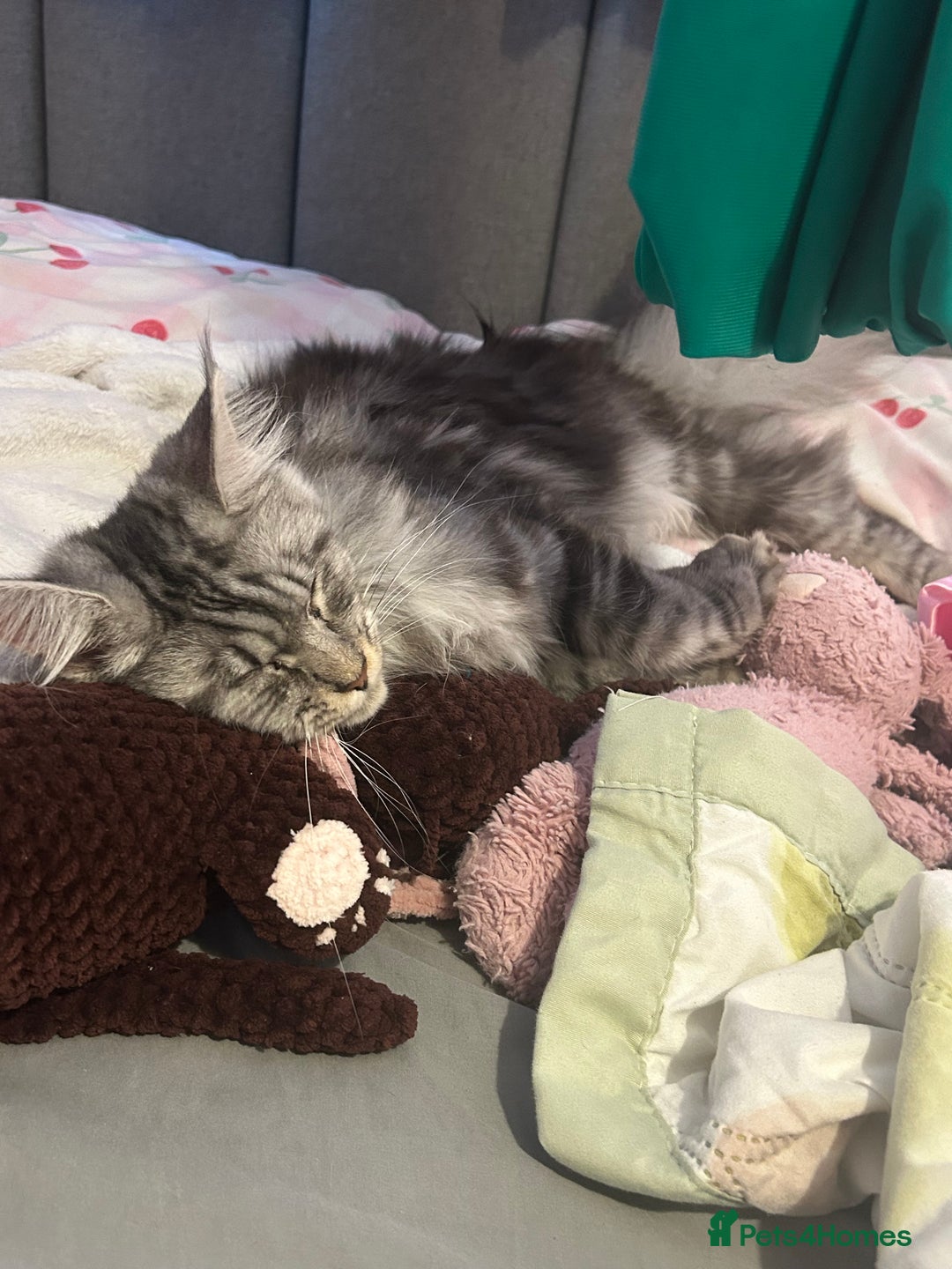 Maine Coon cats for sale: Active Maine Coon Breeding Queen - Image 4