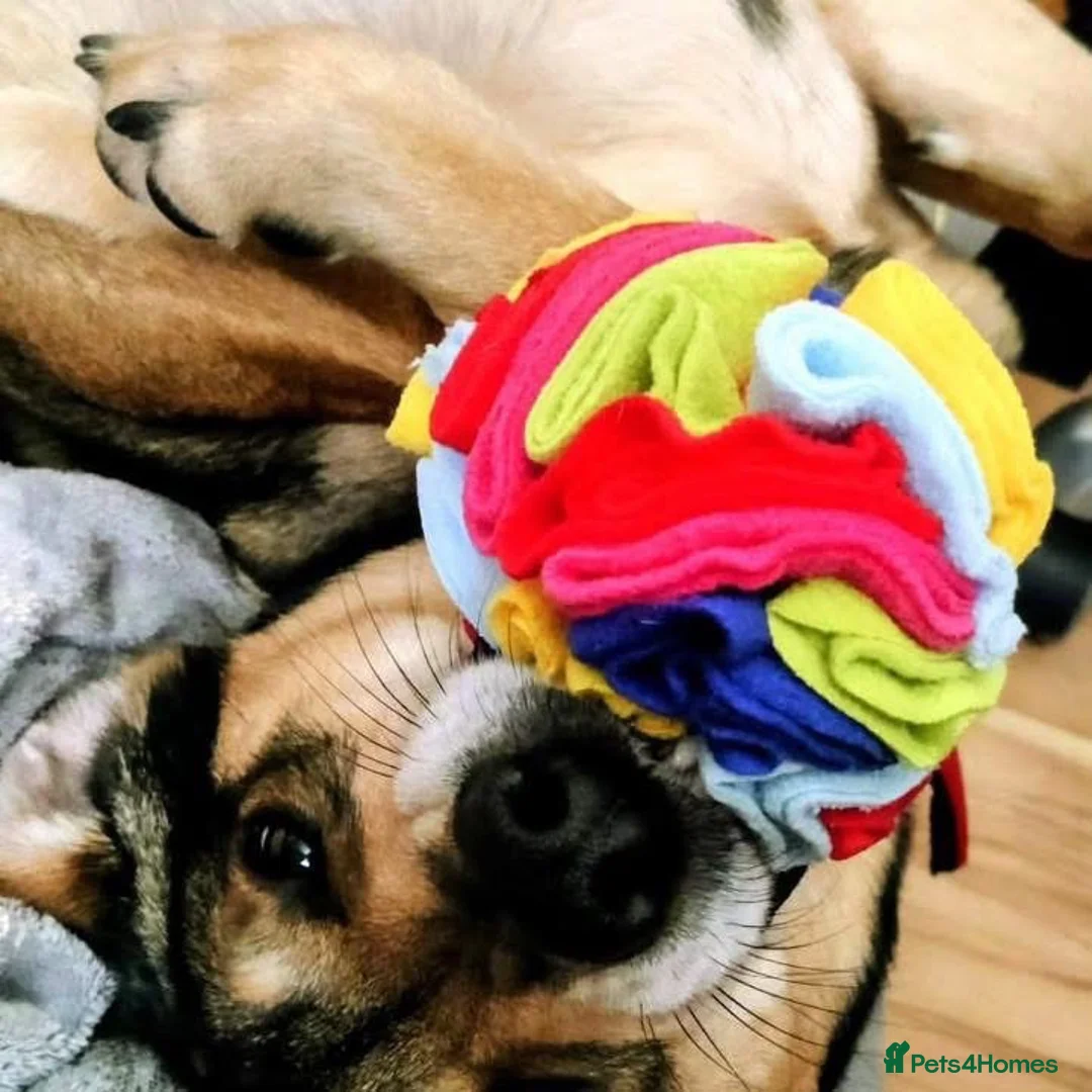 Mixed Breed dogs for adoption: Solo Buddy in Chatham - Advert 2