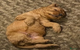 Cockapoo dogs for sale: Cockapoo pups for sale  - Image 11