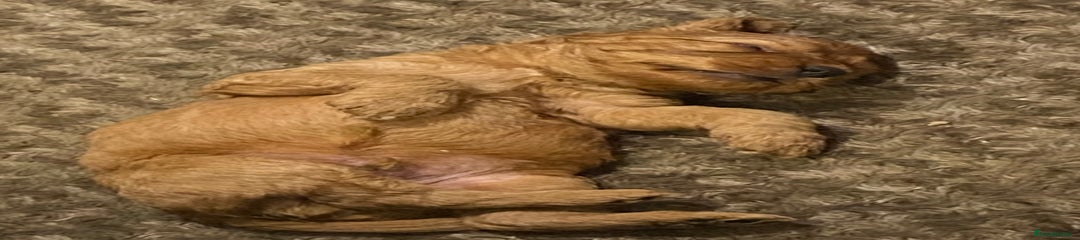 Cockapoo Puppy 4