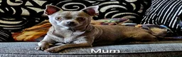Chihuahua dogs for sale: Pedigree Chihuahua Puppies  - Advert 6