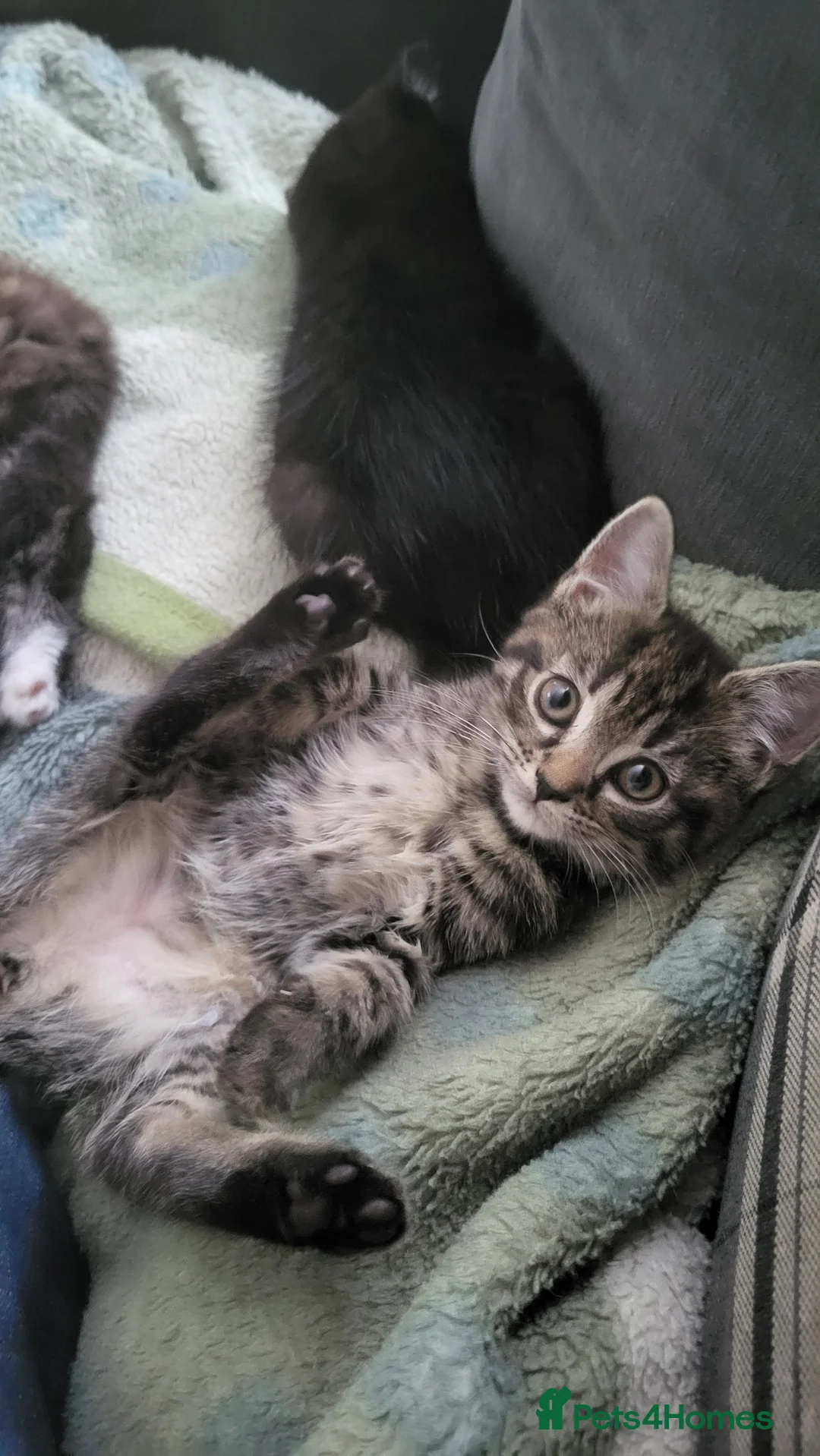 Domestic Shorthair cats for sale: Female - Advert 1