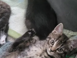 Domestic Shorthair cats Female - Advert 1
