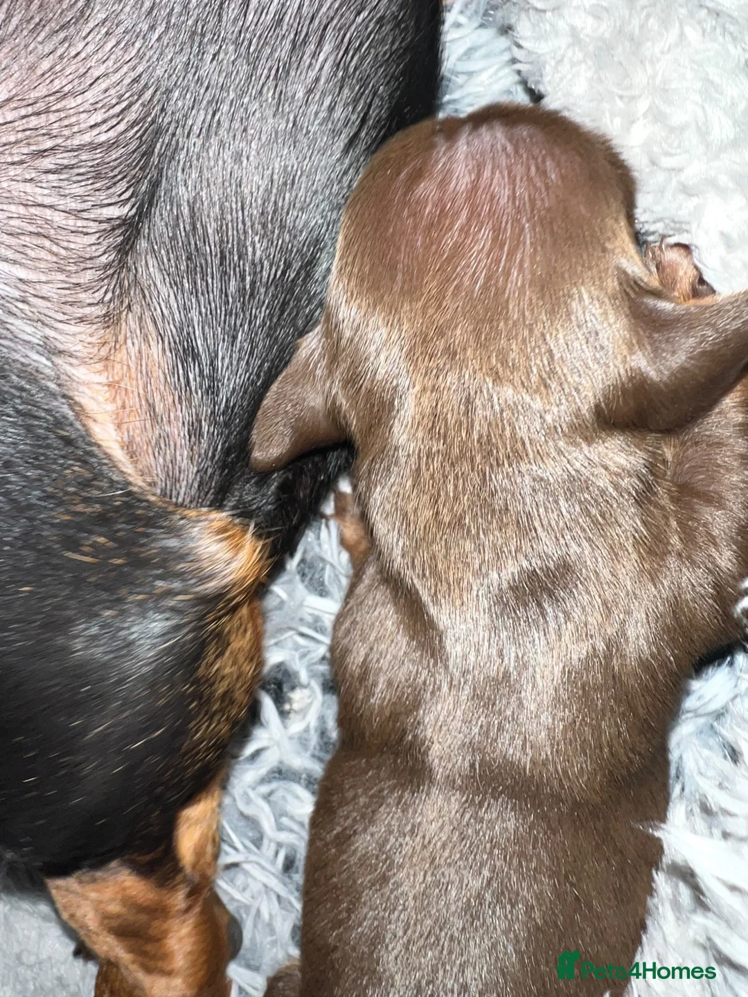Miniature Dachshund dogs for sale: Miniature Dachshunds  - Advert 7