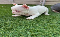 French Bulldog dogs for sale: Pink French bulldog puppies - Image 6