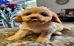 Cavapoo dogs for sale: Real Life Teddy Bears, Cavapoo babies  - Image 15