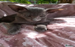Oriental cats for sale: Full Pedigree Oriental 1 Kitten XL size ears GCCF in Biggleswade - Image 4