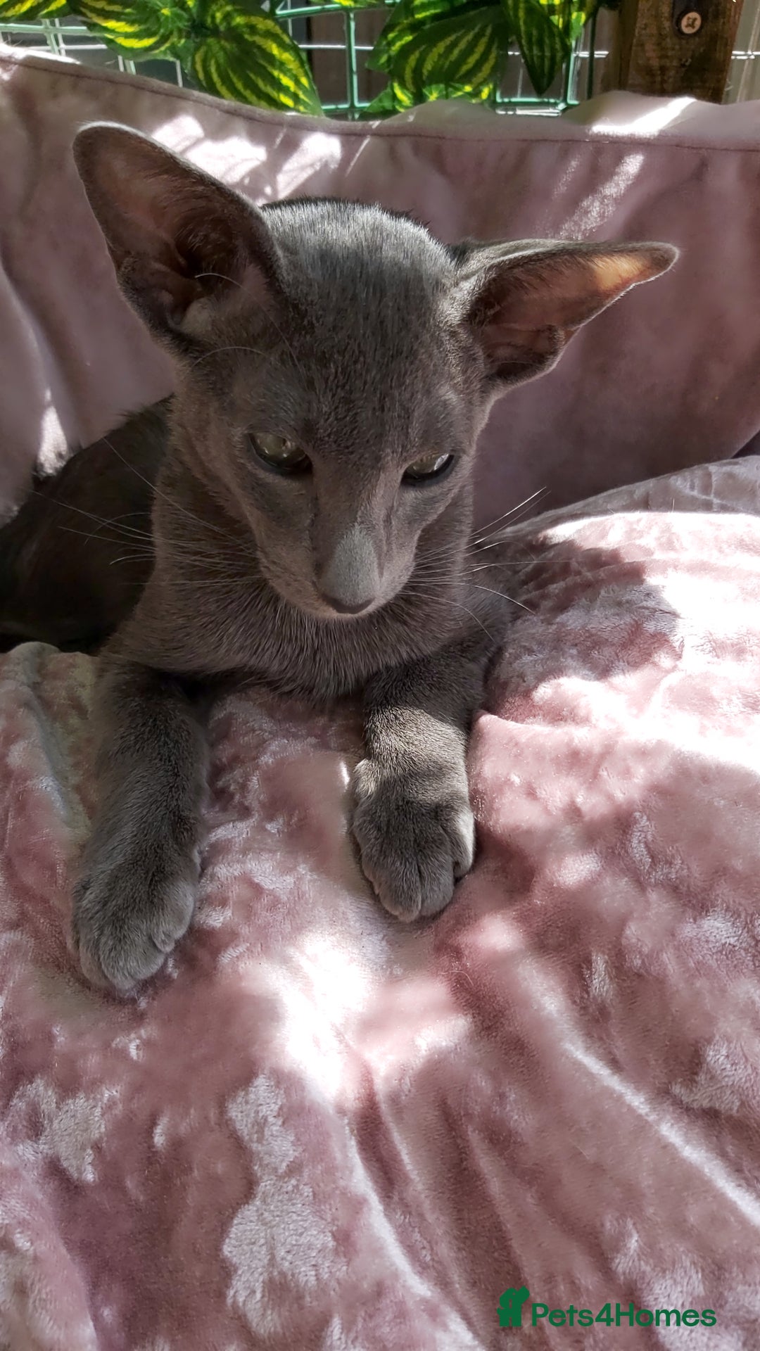 Oriental cats for sale: Full Pedigree Oriental 1 Kitten XL size ears GCCF in Biggleswade - Image 4