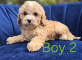 Cavapoo dogs - Advert 3
