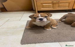 English Bulldog dogs for sale: Stunning Litter Of English Bulldog Puppies - Image 7