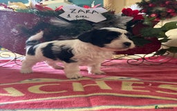 Bichon Frise dogs for sale: Bichon Frise X Bichon Havanez  - Image 7