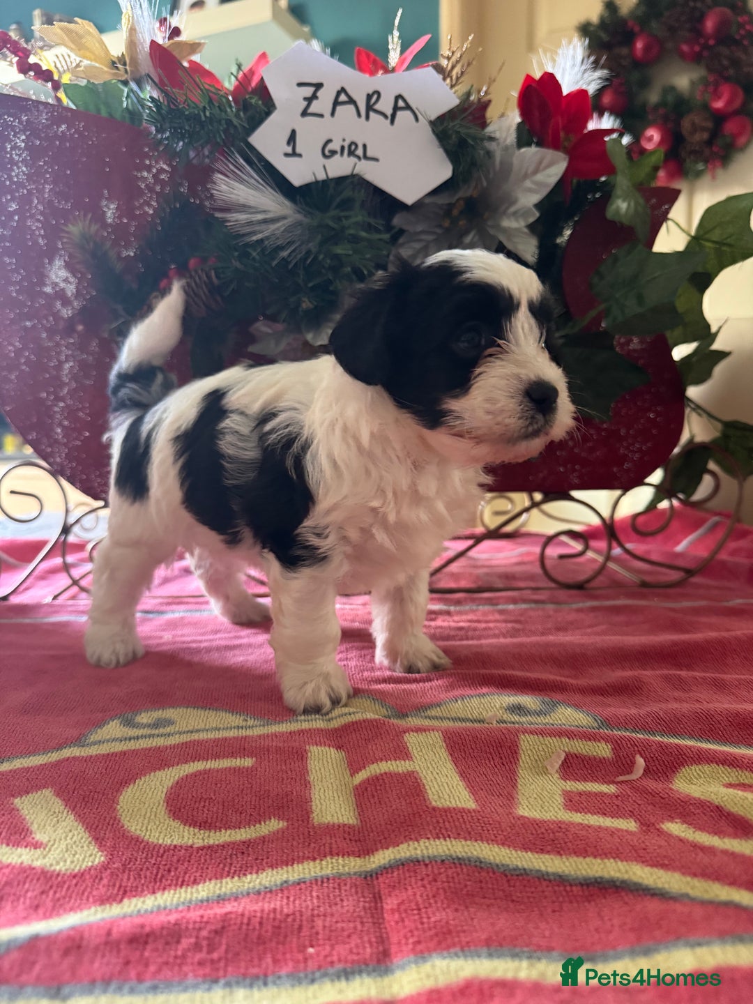 Bichon Frise dogs for sale: Bichon Frise X Bichon Havanez  - Image 7