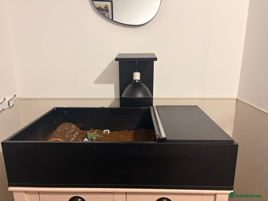 Hermann Tortoise reptiles for sale: Hermann tortoise  - Advert 2