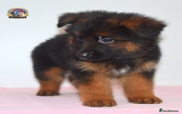 German Shepherd dogs for sale: German shepherd puppies  - Image 2