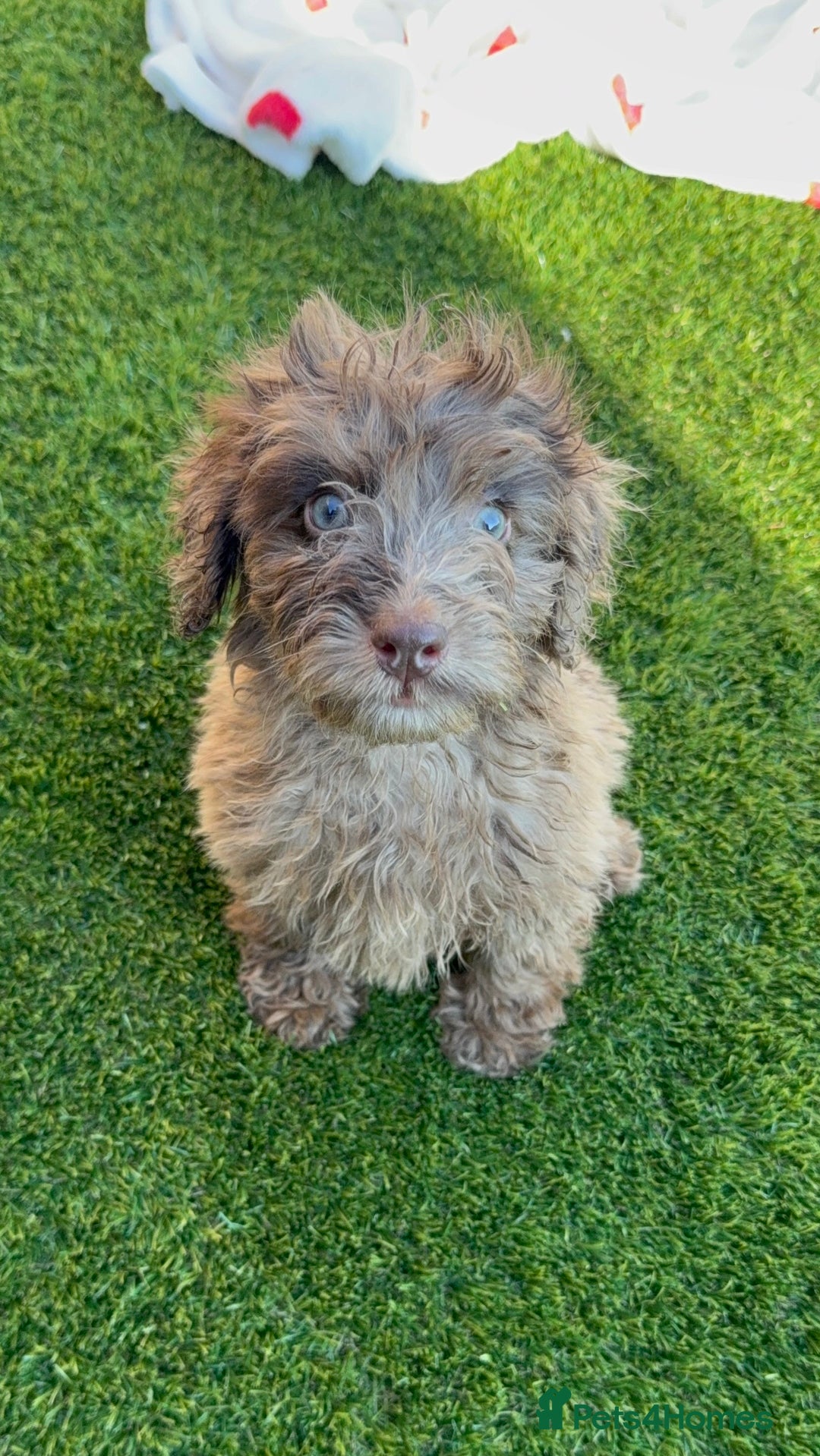 Cockapoo dogs for sale: Adorable f1 Cockapoo puppies 🐶  READY TO GO! in Stourport-on-Severn - Image 13