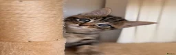 Mixed Breed cats for sale: Gorgeous Tabby Kittens - Advert 3