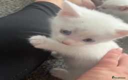 Mixed Breed cats for sale: Beautiful white female kitten with black tail.  - Image 3