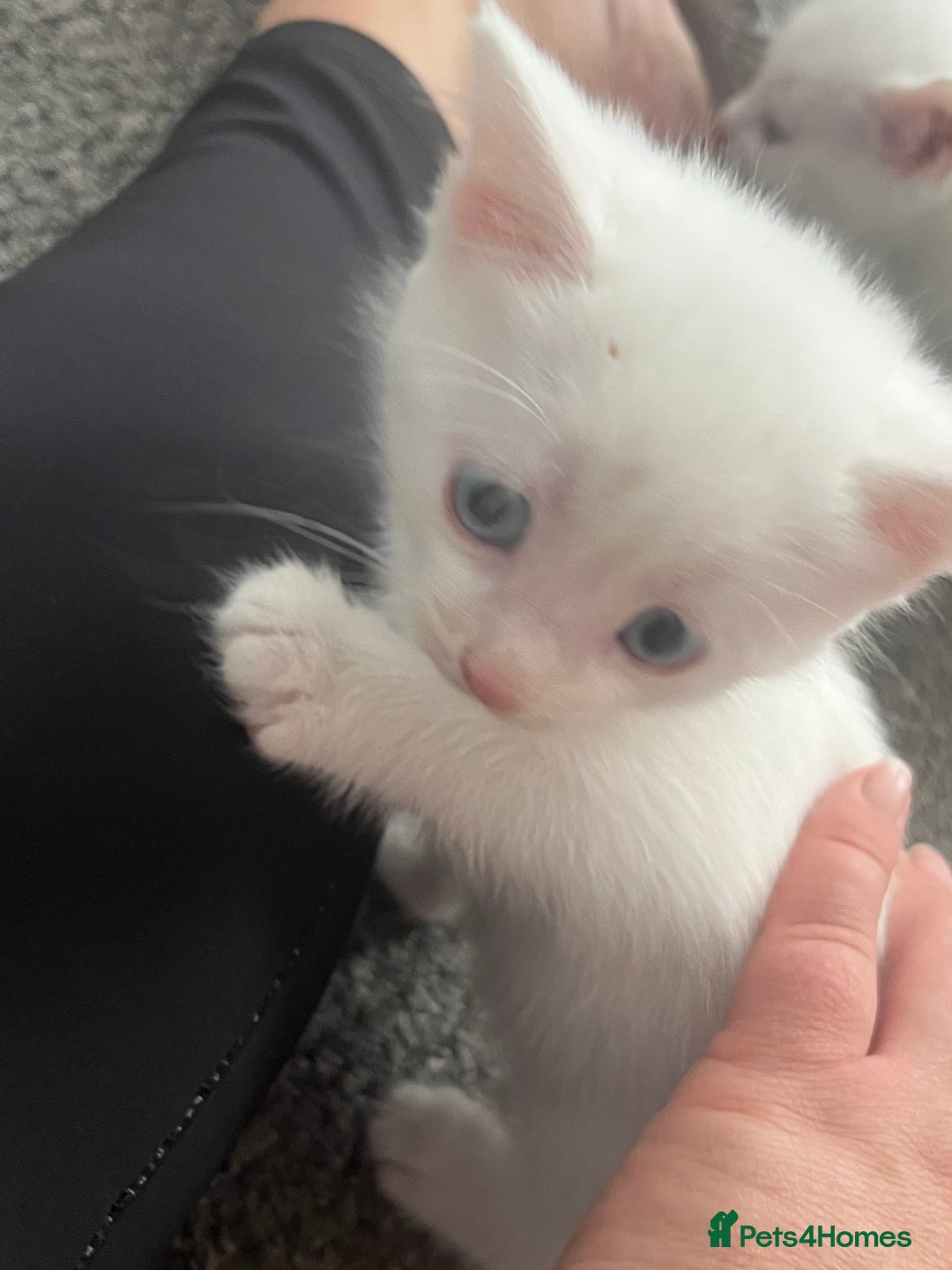 Mixed Breed cats for sale: Beautiful white female kitten with black tail.  - Image 3