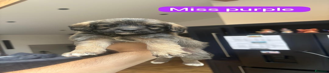 Miss Purple 