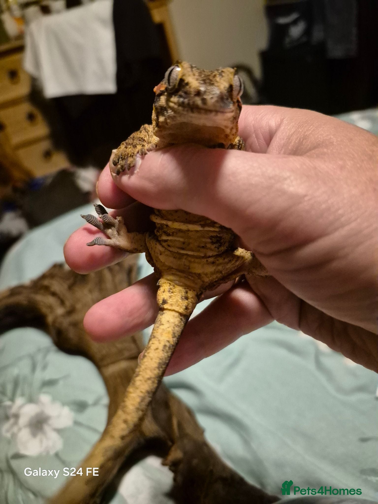 Gecko reptiles Lovely red stripe male gargoyle gecko - Advert 2
