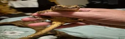 Gecko reptiles for sale: Lovely red stripe male gargoyle gecko in London - Advert 2