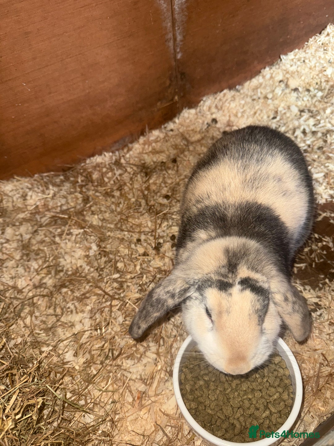 Mini Lop rabbits for sale: Beautiful Bunny For Sale - Advert 3